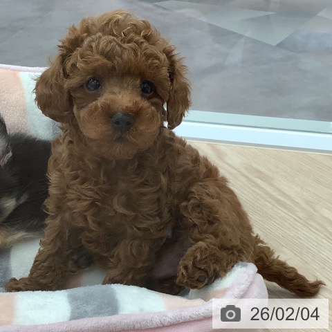 埼玉県のトイプードル(トイ) (ペットプラス 川口店/2025年11月27日生まれ/男の子/レッド)の子犬の3枚目の画像