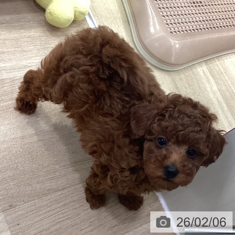 神奈川県のトイプードル(トイ) (ペットプラス 座間店/2025年11月27日生まれ/女の子/レッド)の子犬の4枚目の画像