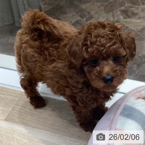 神奈川県のトイプードル(トイ) (ペットプラス 座間店/2025年11月27日生まれ/女の子/レッド)の子犬の3枚目の画像