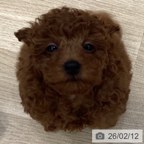 神奈川県のトイプードル(トイ) (ペットプラス 座間店/2025年11月27日生まれ/女の子/レッド)の子犬の3枚目の画像