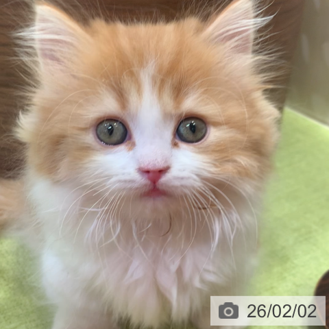 千葉県のマンチカン (ペットプラス 幕張新都心店/2025年11月26日生まれ/男の子/レッドタビーホワイト)の子猫の3枚目の画像