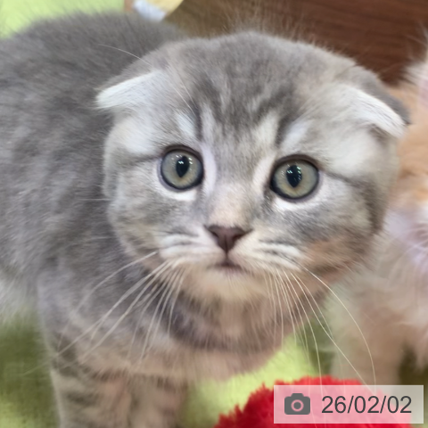 千葉県のスコティッシュフォールド (ペットプラス 幕張新都心店/2025年11月26日生まれ/男の子/ブルータビー)の子猫の3枚目の画像