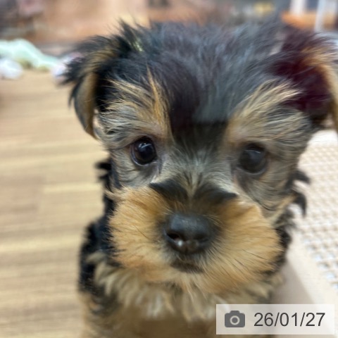 東京都のヨークシャーテリア (ペッツワン 青梅インター店/2025年11月27日生まれ/男の子/スチールブルータン)の子犬の3枚目の画像