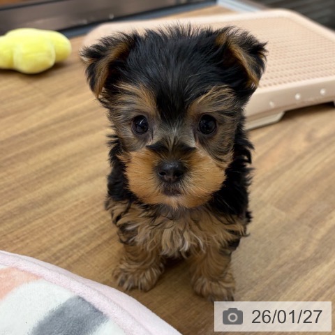 東京都のヨークシャーテリア (ペッツワン 青梅インター店/2025年11月27日生まれ/男の子/スチールブルータン)の子犬の4枚目の画像