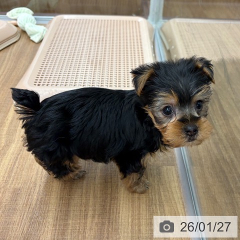 東京都のヨークシャーテリア (ペッツワン 青梅インター店/2025年11月27日生まれ/男の子/スチールブルータン)の子犬の3枚目の画像