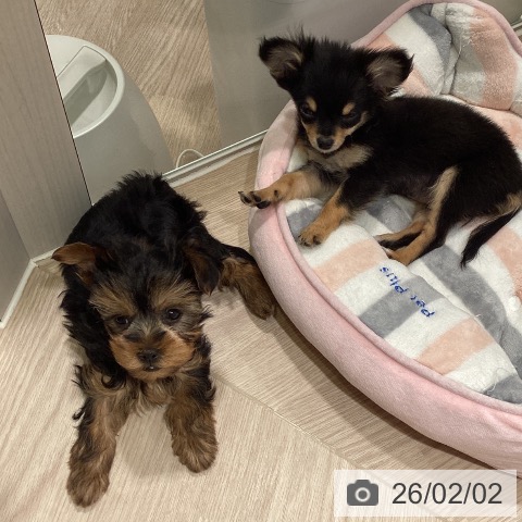 ヨークシャー・テリアの写真