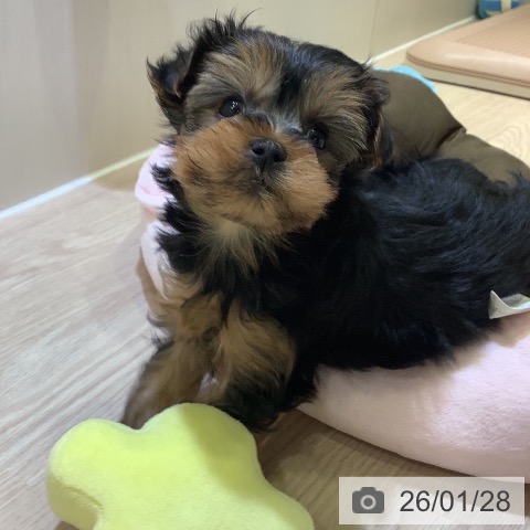 神奈川県のヨークシャーテリア (ペットプラス 新百合丘店/2025年11月27日生まれ/女の子/スチールブルータン)の子犬の4枚目の画像