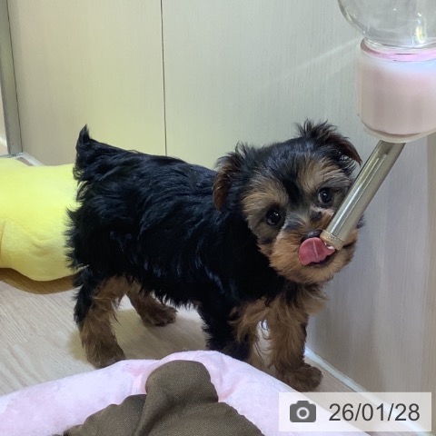 神奈川県のヨークシャーテリア (ペットプラス 新百合丘店/2025年11月27日生まれ/女の子/スチールブルータン)の子犬の3枚目の画像