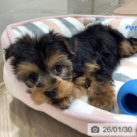 神奈川県のヨークシャーテリア (ペットプラス 新百合丘店/2025年11月27日生まれ/女の子/スチールブルータン)の子犬の3枚目の画像