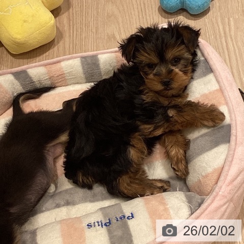 神奈川県のヨークシャーテリア (ペットプラス 新百合丘店/2025年11月27日生まれ/女の子/スチールブルータン)の子犬の3枚目の画像