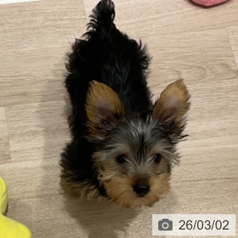 ヨークシャー・テリアの写真