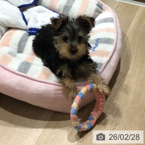 ヨークシャー・テリアの写真