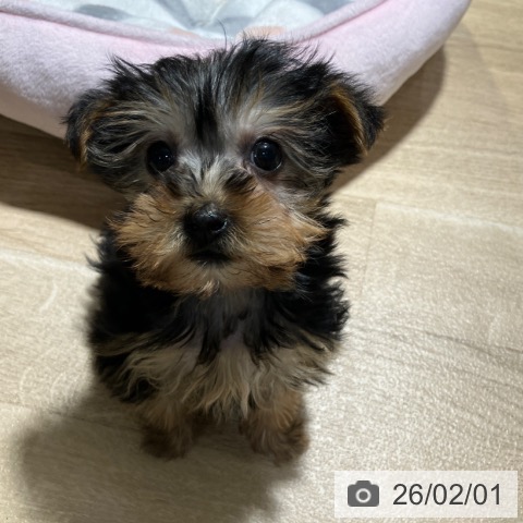 ヨークシャー・テリアの写真