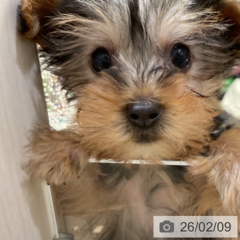 神奈川県のヨークシャーテリア (ペットプラス 湘南平塚店/2025年11月27日生まれ/女の子/スチールブルータン)の子犬の4枚目の画像