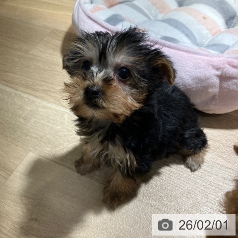 ヨークシャー・テリアの写真