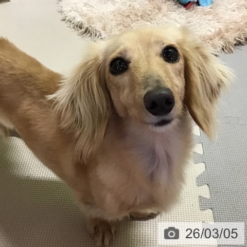 ミニチュア・ダックスフンドの写真