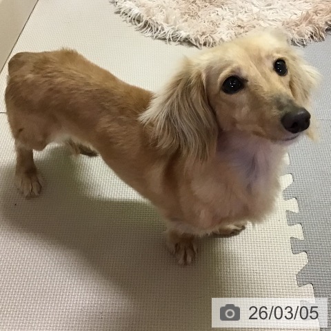 ミニチュア・ダックスフンドの写真