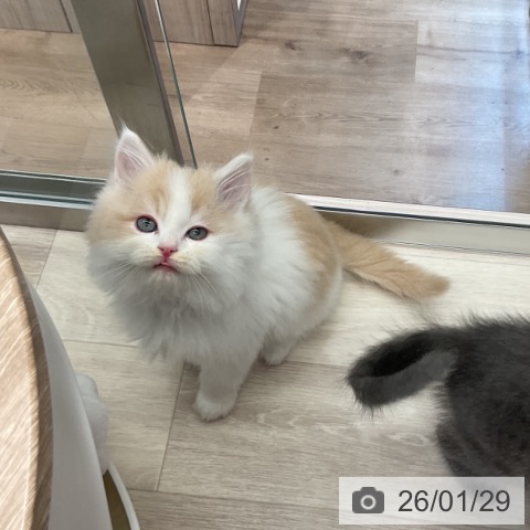 ラガマフィンの写真