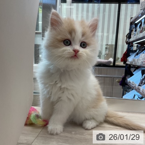 ラガマフィンの写真