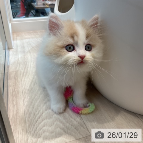 ラガマフィンの写真