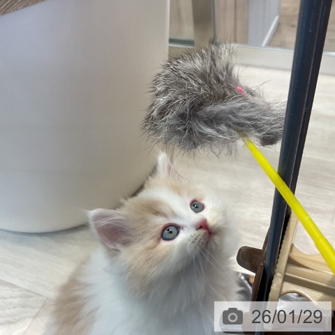 ラガマフィンの写真