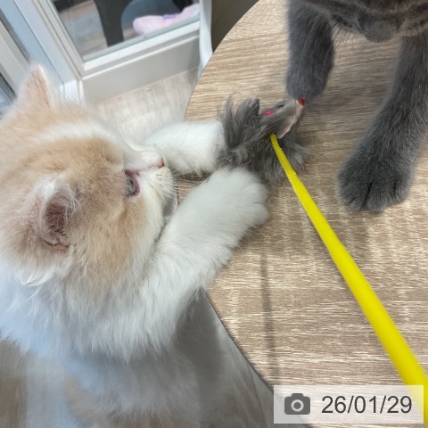 ラガマフィンの写真