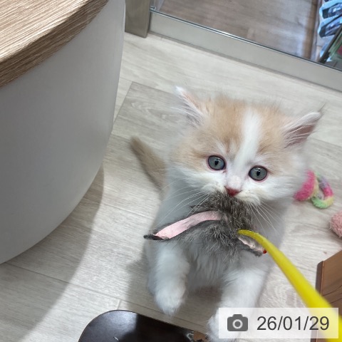 ラガマフィンの写真