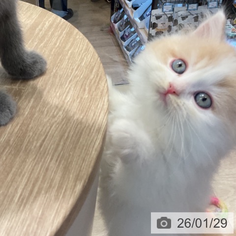 神奈川県のラガマフィン (ペットプラス 武蔵小杉店/2025年11月27日生まれ/男の子/クリームタビーホワイト)の子猫の4枚目の画像