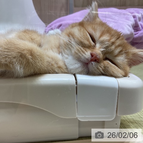 福島県のマンチカン (ペットプラス イオンタウン郡山店/2025年11月25日生まれ/女の子/レッドタビーホワイト)の子猫の3枚目の画像