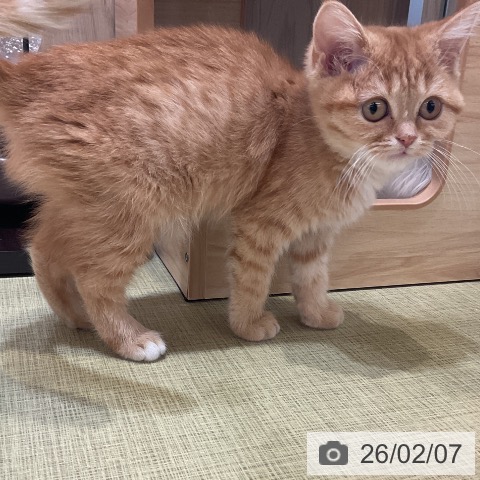 マンチカンの写真