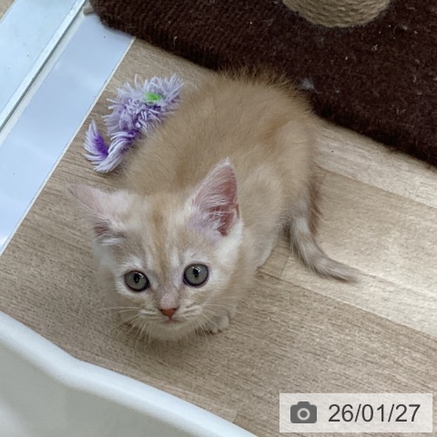 福島県のマンチカン (ペットプラス 福島店/2025年11月27日生まれ/男の子/クリームタビー)の子猫の4枚目の画像