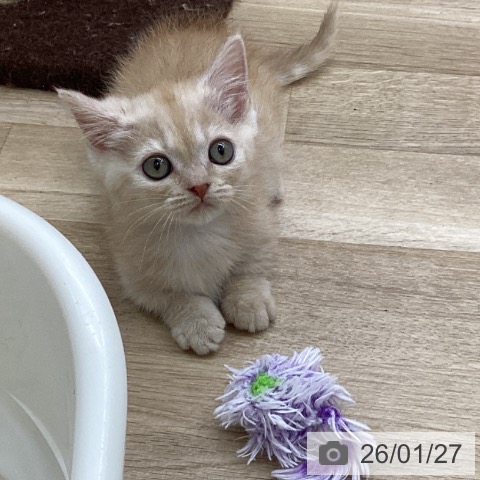 福島県のマンチカン (ペットプラス 福島店/2025年11月27日生まれ/男の子/クリームタビー)の子猫の3枚目の画像