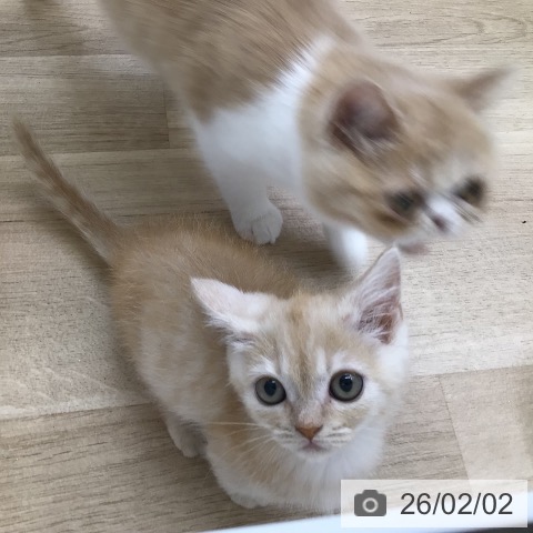 福島県のマンチカン (ペットプラス 福島店/2025年11月27日生まれ/男の子/クリームタビー)の子猫の4枚目の画像