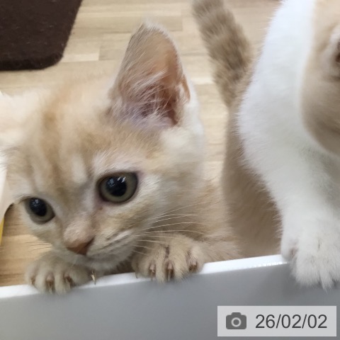 福島県のマンチカン (ペットプラス 福島店/2025年11月27日生まれ/男の子/クリームタビー)の子猫の3枚目の画像