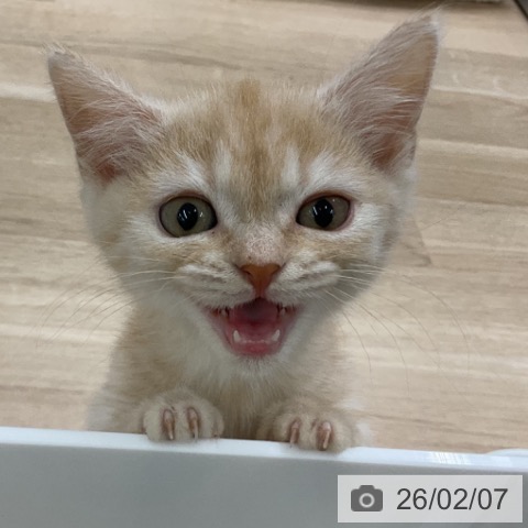 福島県のマンチカン (ペットプラス 福島店/2025年11月27日生まれ/男の子/クリームタビー)の子猫の3枚目の画像