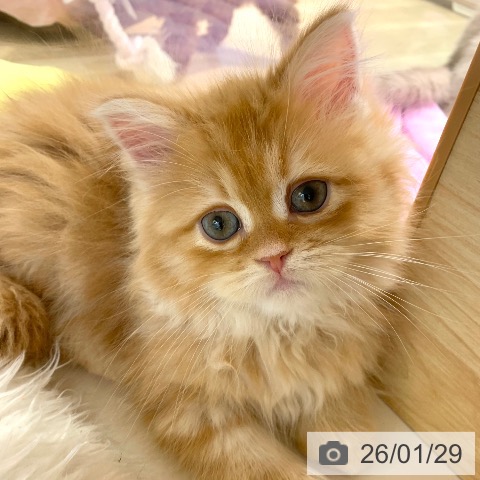 東京都のサイベリアン (ペットプラス アクアシティお台場店/2025年11月27日生まれ/男の子/レッドタビーホワイト)の子猫の4枚目の画像