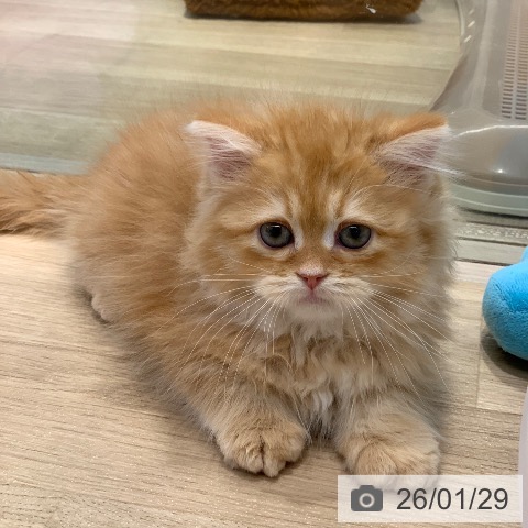 東京都のサイベリアン (ペットプラス アクアシティお台場店/2025年11月27日生まれ/男の子/レッドタビーホワイト)の子猫の3枚目の画像