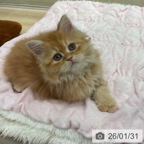 東京都のサイベリアン (ペットプラス アクアシティお台場店/2025年11月27日生まれ/男の子/レッドタビーホワイト)の子猫の3枚目の画像