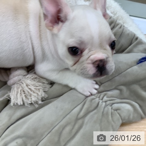 埼玉県のフレンチブルドッグ (ペットプラス 羽生店/2025年11月25日生まれ/男の子/クリーム)の子犬の4枚目の画像