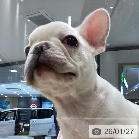 長野県のフレンチブルドッグ (ペットプラス 須坂店/2025年11月25日生まれ/男の子/クリーム)の子犬の4枚目の画像