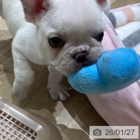長野県のフレンチブルドッグ (ペットプラス 須坂店/2025年11月25日生まれ/男の子/クリーム)の子犬の3枚目の画像