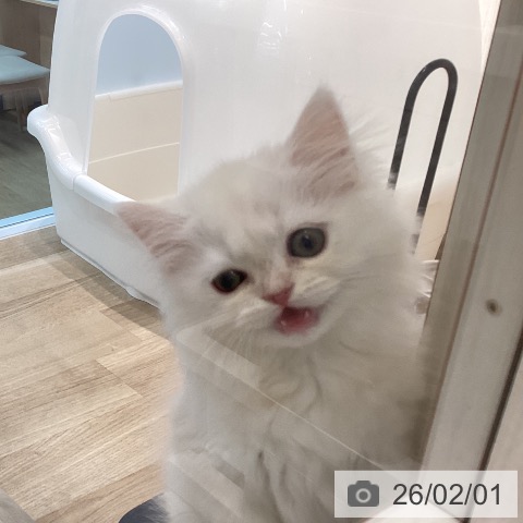 サイベリアンの写真