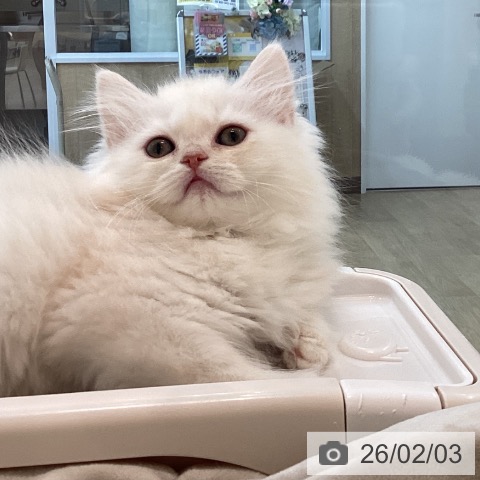 サイベリアンの写真