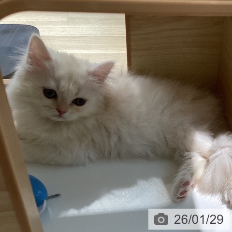 宮城県のサイベリアン (ペットプラス 仙台泉大沢店/2025年11月21日生まれ/男の子/クリームホワイト)の子猫の4枚目の画像