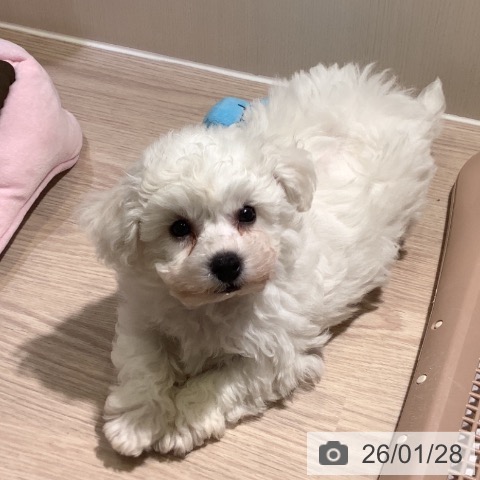 神奈川県のビションフリーゼ (ペットプラス 新百合丘店/2025年11月25日生まれ/男の子/ホワイト)の子犬の3枚目の画像