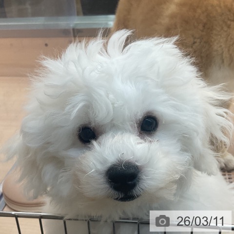 ビション・フリーゼの写真