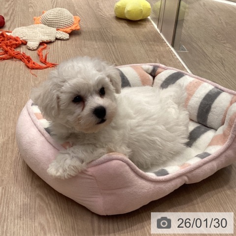 神奈川県のビションフリーゼ (ペットプラス 新百合丘店/2025年11月25日生まれ/男の子/ホワイト)の子犬の3枚目の画像