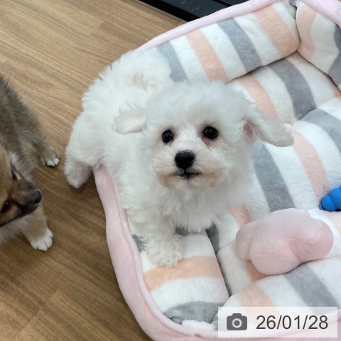 ビション・フリーゼの写真