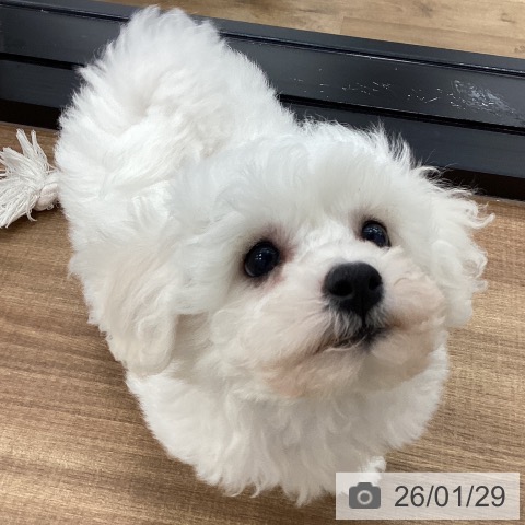 ビション・フリーゼの写真