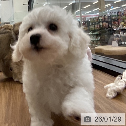 ビション・フリーゼの写真